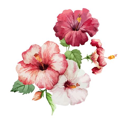Hibiscus Flowers Drawing At Getdrawings Free Download