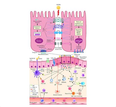 The Structure Of Nasal Epithelial Barrier Comprises Of Tight Junction