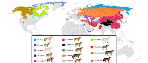 Present Distribution For Grey Wolf Subspecies Rmegafaunarewilding