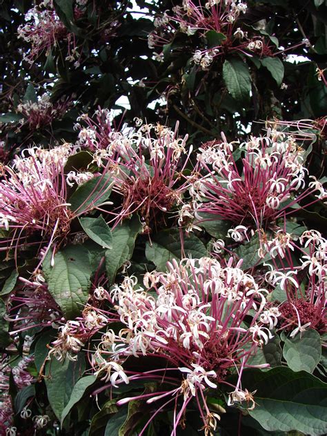 90 Best Flowering Trees For Florida By Color And W Photos Progardentips