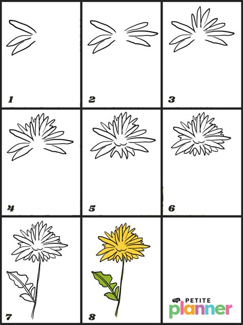 How To Draw A Dandelion Step By Step Directions