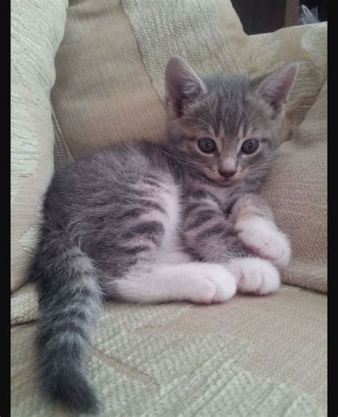 Grey Tabby Cat Kitten Batty Blogosphere Slideshow