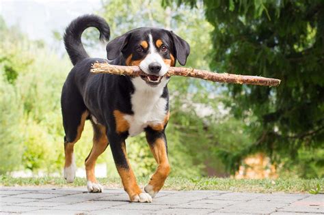 Appenzeller Sennenhund Dog Breed Info Pics And More