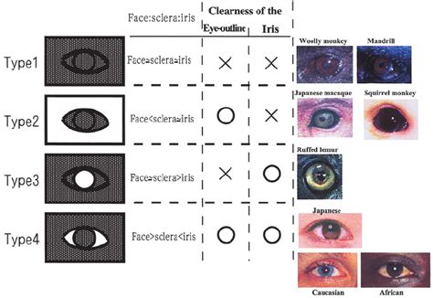 Colour Patterns Of Sclera Iris And Face Skin Around The Eye