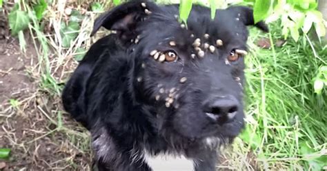 The Horrifying Story Of A Dog Covered In Scorpions Whose Owner