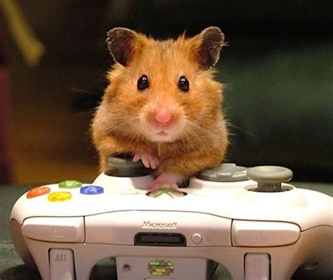Hamster Playing Xbox Funny Hamsters Cute Animals Cute Hamsters