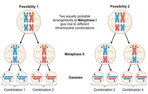 Genetic Variation In Meiosis Macroarray