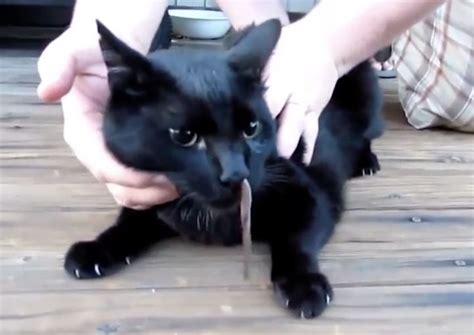 Cat Gets Snake Up Her Nose But Doesnt Have A Hissy Fit Huffpost
