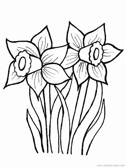 Daffodil Coloring Drawing Flower Daffodils Pages Line