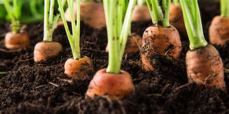 Quand planter des légumes dans le jardin Ecofoyer fr le guide