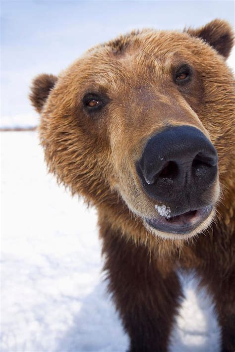 Brown Bear By Doug Lindstrand Animals Animals Beautiful Cute Animals