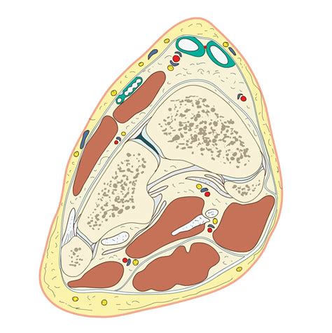 足根部 e Anatomy IMAIOS