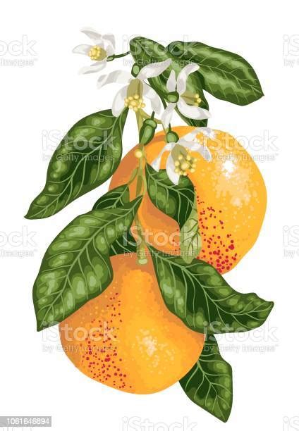 Grapefruit Fruits With Blooming Flowers On The Branch Of Citrus Tree In