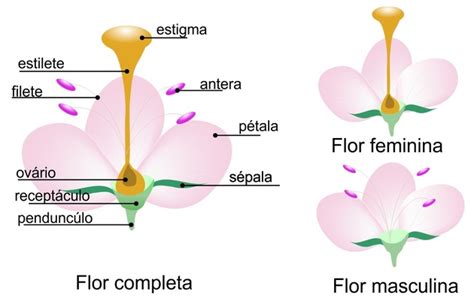 Resumo Sobre Morfologia Vegetal Flor Semente E Fruto Planejativo