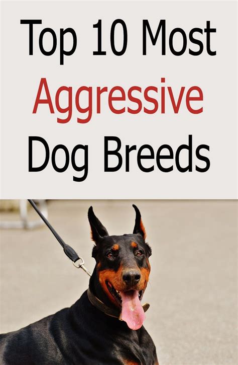 Most Dangerous Dog Breeds For Families
