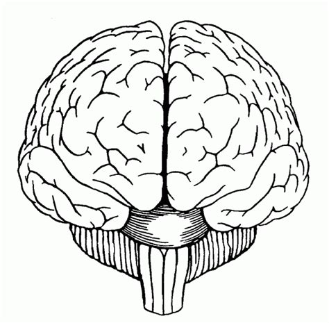 Brain Outline Clipart Black And White Facing Forward 20