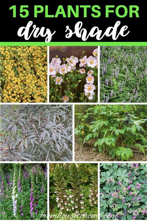 Dry Shade Plants 15 Of The Best Perennials And Shrubs For