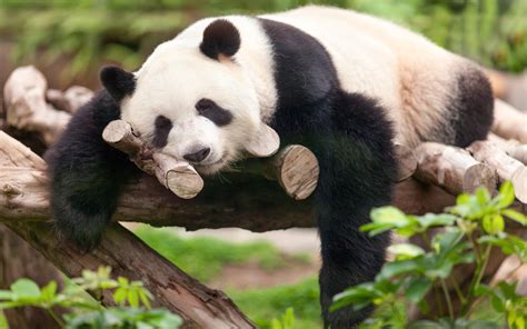 Images Pandas Bears Resting Sleeping Animals 3840x2400