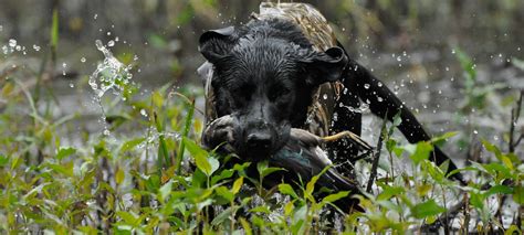8 Ways To Ruin Your Duck Hunting Dog Outdoor Life