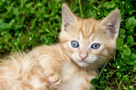 🥇 Imágenes de Gaticos Tiernos bebé