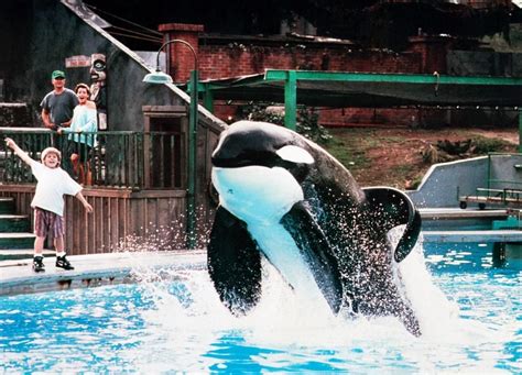 Pin On Never Forget Free Willy Keiko