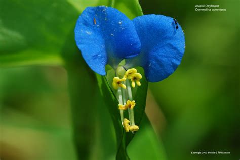 Us Wildflowers Database Of Blue Wildflowers For Massachusetts