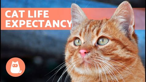 How Long Do Cats Live 🐱 Life Expectancy Of Domestic And Feral Cats