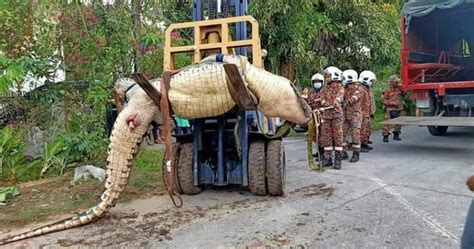 Sarawak is a state of malaysia. Sarawak firemen rescue ridiculously fat croc from drain ...