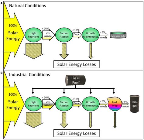 Diagram Transfer Energy Flow Diagram Mydiagramonline