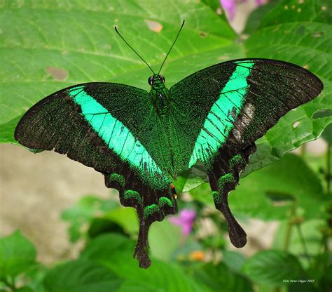 Beautiful Butterfly Free Stock Photo Public Domain Pictures