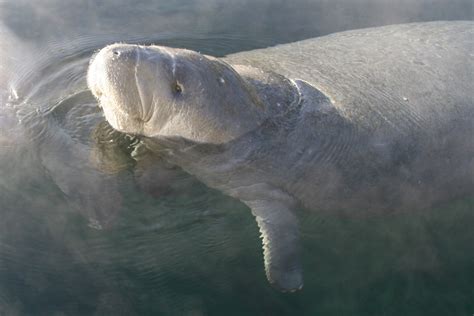 Manatee overlook at St. Sebastian | Florida State Parks