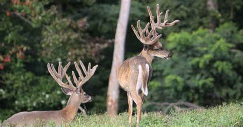 Pennsylvania Trophy Whitetail Hunting World Record Whitetails