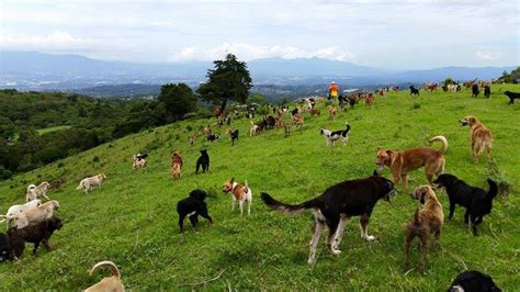 Shelter In Costa Rica Where 900 Dogs Roam Free