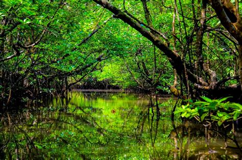 Ekowisata Mangrove Bintan Kepulauan Riau