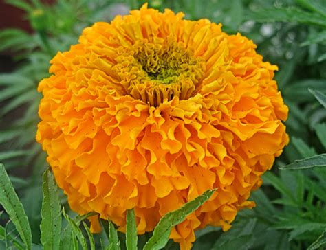 Marigold Day Of The Dead Orange Cempazuchitl Buy Online At Annie