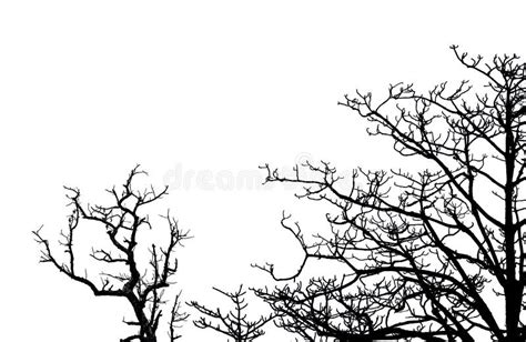 Silhouette Dead Tree And Branches Isolated On White Background Tree