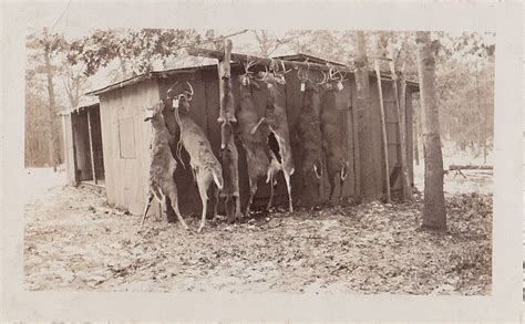Vintage Antique Photograph Bunch Of Dead Deer Hanging Outside Cabin