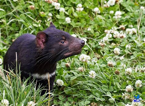 Y es uno de las mas populares de looney tunes.el personaje tiene aparición es aparatosa, surge como un remolino, un ciclón, que destruye todo lo que está a su al redor. El Reino Animal: EL DEMONIO DE TASMANIA. El de los dibujos ...