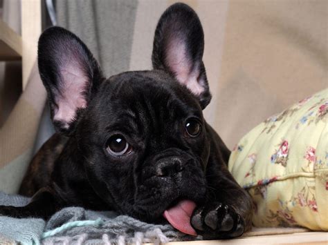 Are French Bulldogs Good For Depression