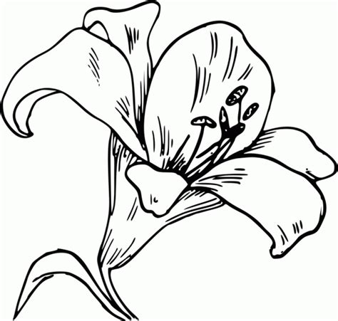 404 Squidoo Page Not Found Lilies Drawing Flower Clipart Flower