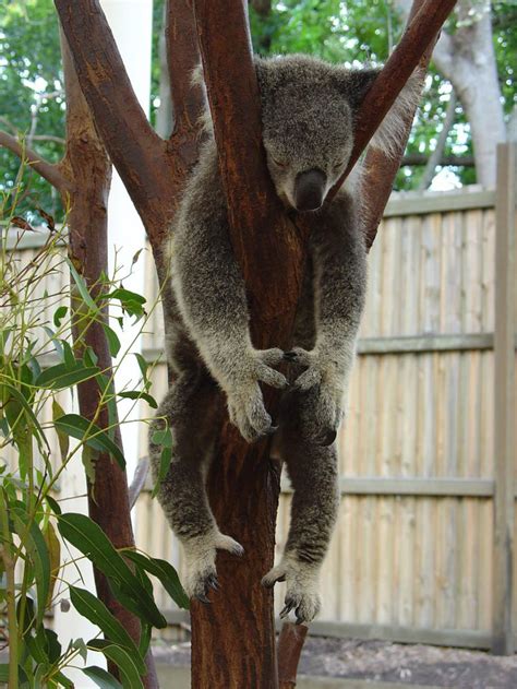 Sleepy Koala At Hunter Valley Zoo By Liz R D