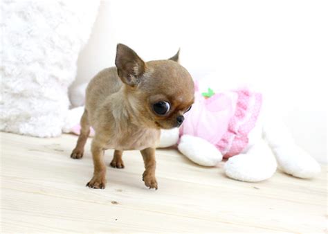 As an adult, could weigh around 5lbs, or even less. Coco Micro Teacup Chihuahua Boutique Teacup Puppies ...