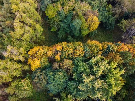 Autumn Forest Or Park Aerial View Fall Trees With Yellow Foliage