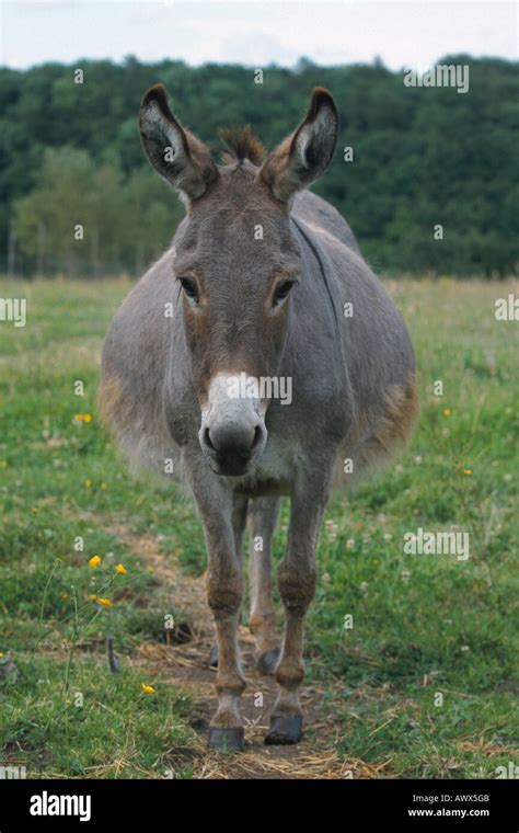 Domestic Donkey Equus Asinus F Asinus Mare In Foal Stock Photo Alamy
