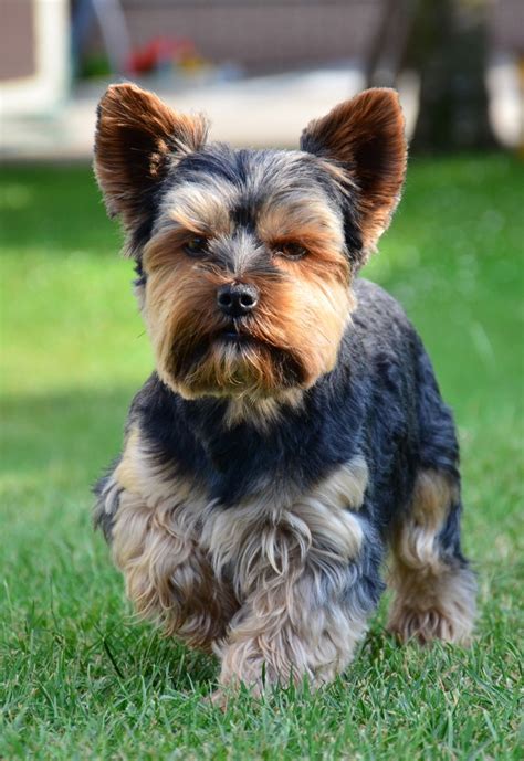 Yorkshire Terrier Breed Guide Learn About The Yorkshire Terrier