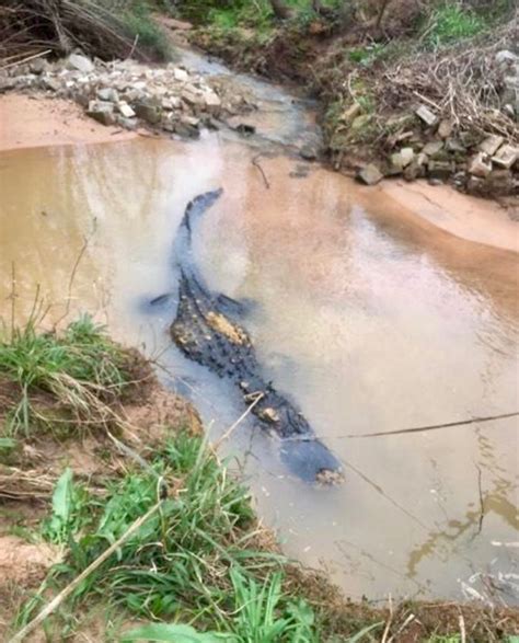 700 Pound Alligator Found In Georgia Navarre Newspaper