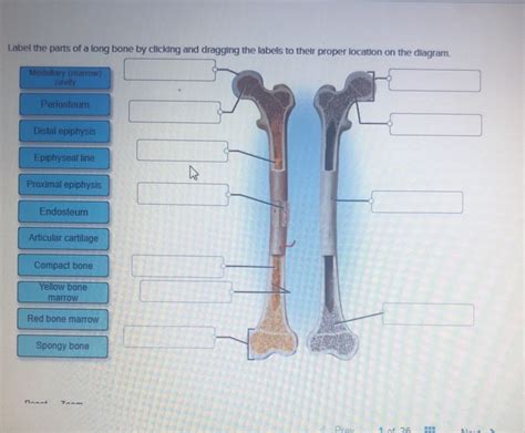 Print review q u0026a chapter 6 flashcards. Solved: Label The Parts Of A Long Bone By Clicking And Dra... | Chegg.com