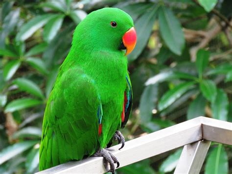 Parrot Bird Beautiful Cute Free Photo On Pixabay Pixabay