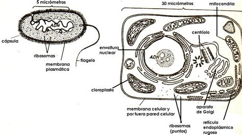 Diferencias Entre Célula Procariota Y Célula Eucariota Biologia4to