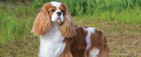 cavalier king charles spaniel dog breed profile petfinder